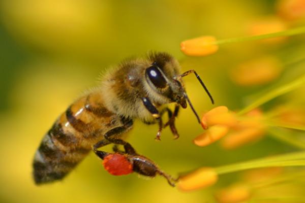 蜜蜂吃什么食物，每种蜜蜂的食物都是严格规定的