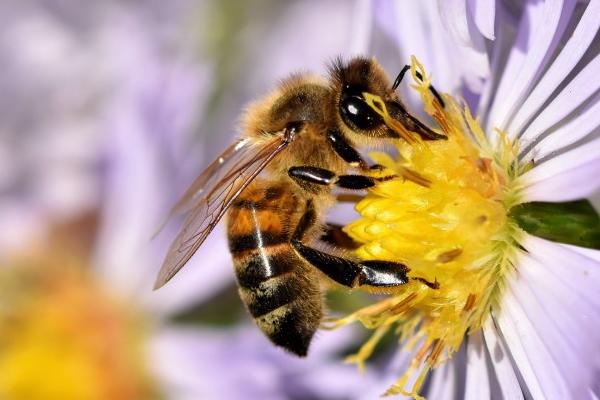 蜜蜂吃什么食物，每种蜜蜂的食物都是严格规定的