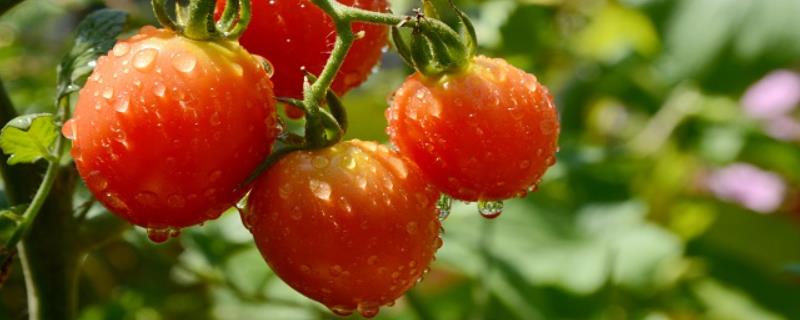 优质高产的番茄品种，包括粉果将军、大红明星等种类