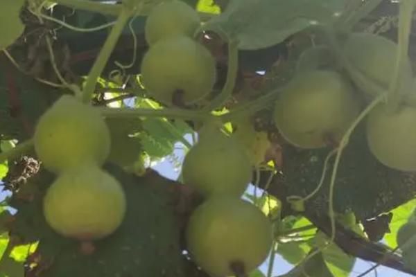 葫芦属于哪种植物，属于葫芦科、葫芦属一年生草本植物