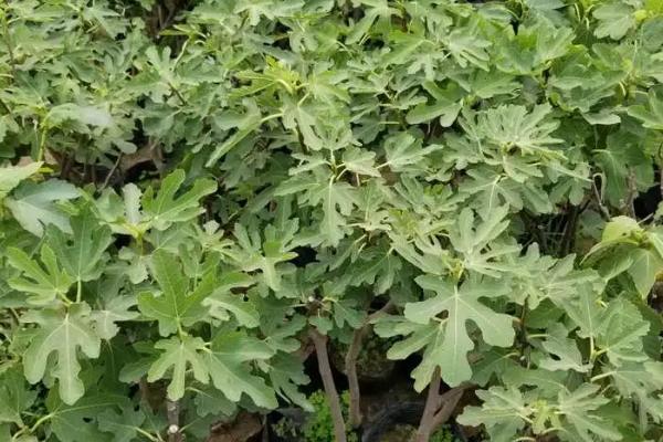 无花果树适合嫁接哪些树种，以波姬红和波尔多品种为宜