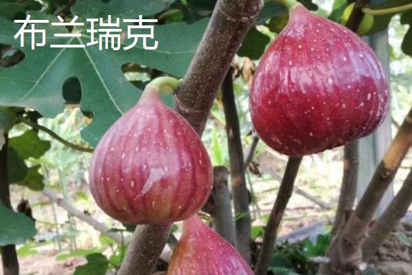 无花果树适合嫁接哪些树种，以波姬红和波尔多品种为宜