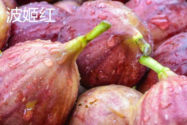 无花果树适合嫁接哪些树种，以波姬红和波尔多品种为宜
