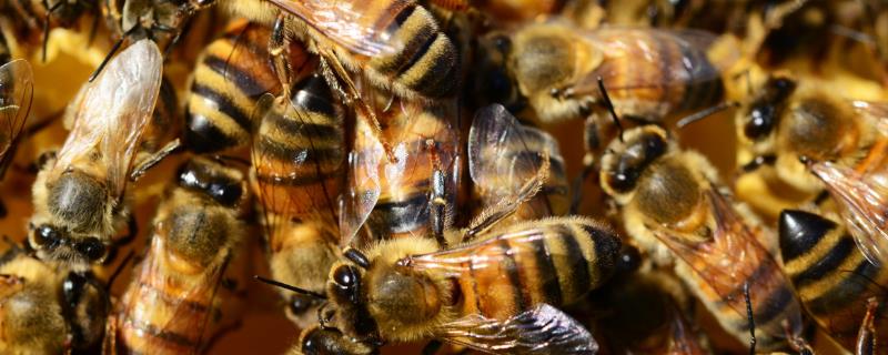 养蜜蜂怎么防止壁虎，最有效的办法是发展强群