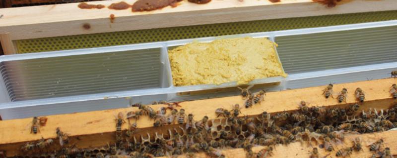 蜜蜂饲喂器要放在哪里，可放在箱底、或放在箱体与副盖之间