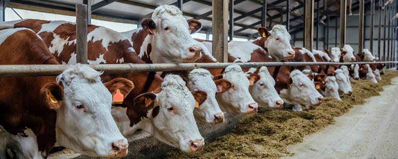 肥育牛饲料配方，根据牛的体重和地点饲料情况制定