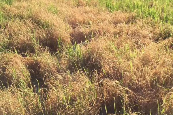 水稻田受到除草剂药害如何处理，对受害稻株喷水可减少药剂残留