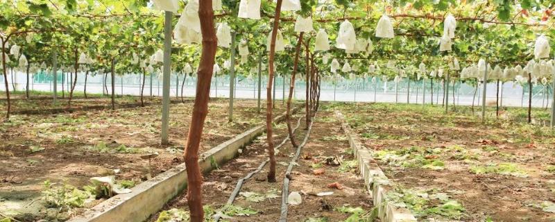 葡萄限根栽培技术，是将根系限制在一定区域中