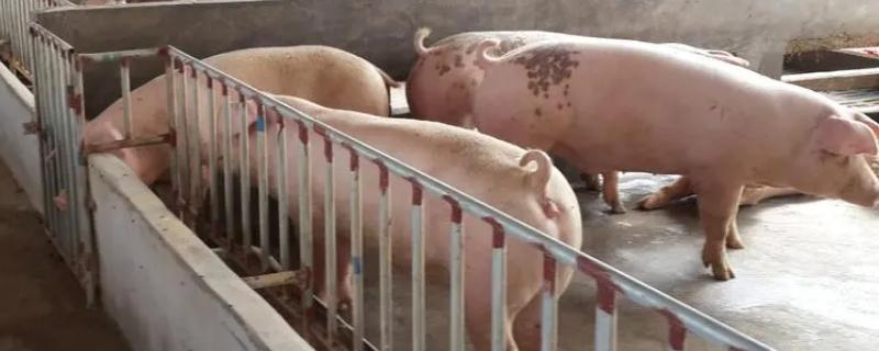 怎么防治猪口蹄疫，需避免在疫情发生区购买种猪