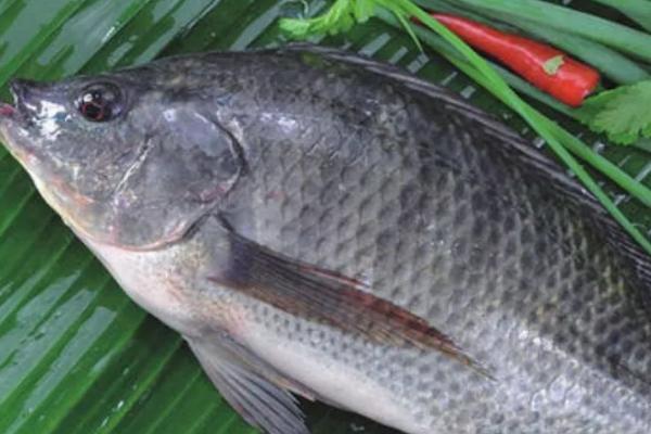 罗非鱼是什么鱼，属于杂食性淡水鱼类