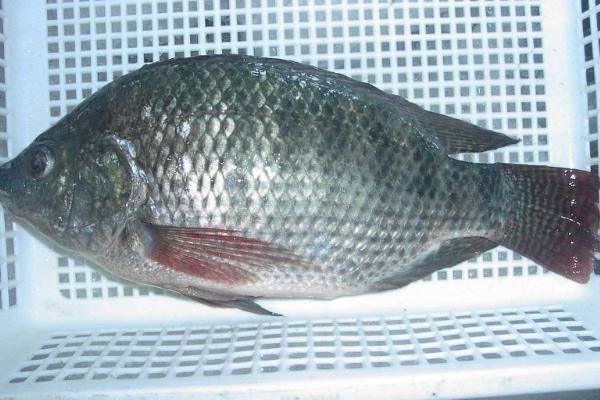罗非鱼是什么鱼，属于杂食性淡水鱼类