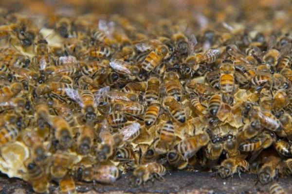 蜂群安全度夏的条件，首先保证蜂巢中有充足的饲料