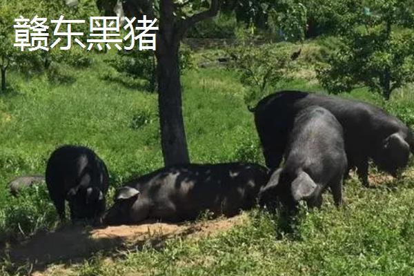黑猪的产地，这十个地方的黑猪品质好