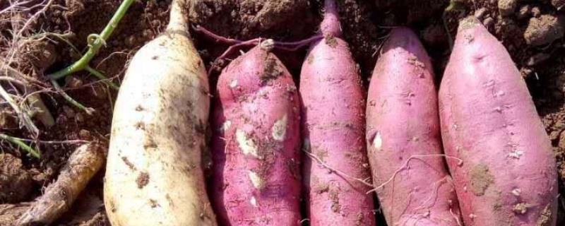 紫薯如何育苗，将种薯排放在苗床上、再覆土施肥并做好管理