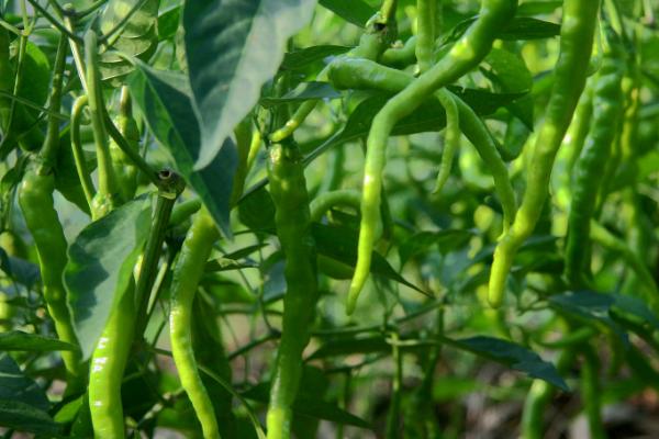 怎么种植辣椒，土温超过15℃时即可定植