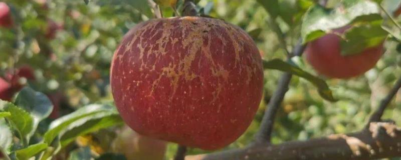 大凉山丑苹果有几个品种，主要有嘎啦、红将军、红富士这3个品种