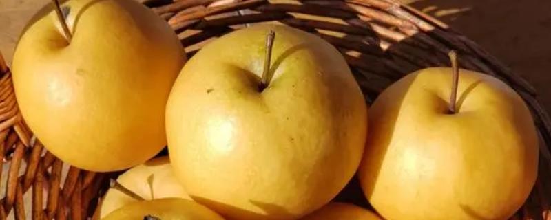 梨中的硬颗粒是什么，是果肉中成簇的石细胞