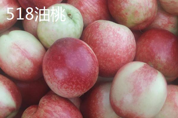 油桃的品种，是夏季水果