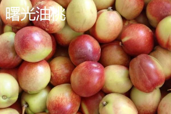 油桃的品种，是夏季水果