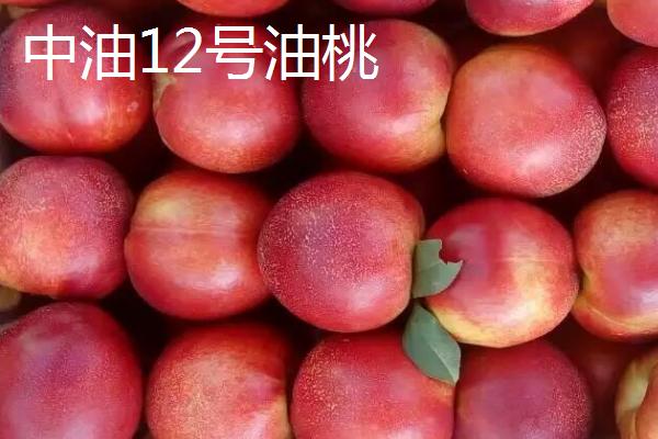油桃的品种，是夏季水果