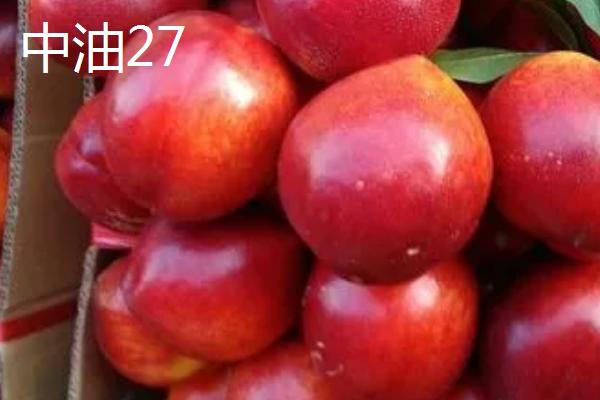 油桃的品种，是夏季水果