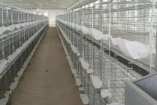 养鸽必需设备，需要巢盆、食槽、饮水器等设备