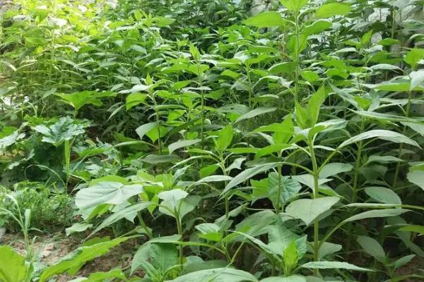 洋姜怎么种植，出苗后要补苗、现蕾前要中耕
