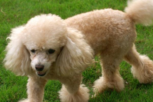 贵宾犬和泰迪犬的区别，贵宾泛指深色毛、体型较小的贵宾犬