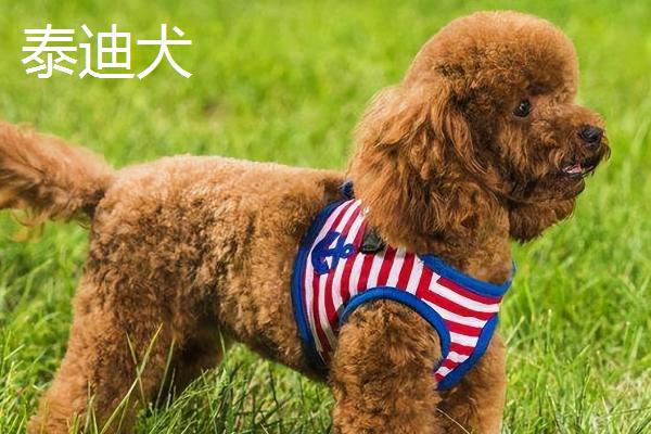 贵宾犬和泰迪犬的区别，贵宾泛指深色毛、体型较小的贵宾犬