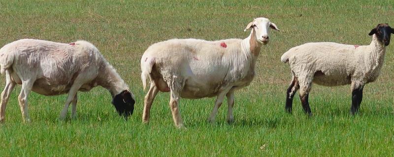 夏季养羊的注意事项，这四个方面不容忽视