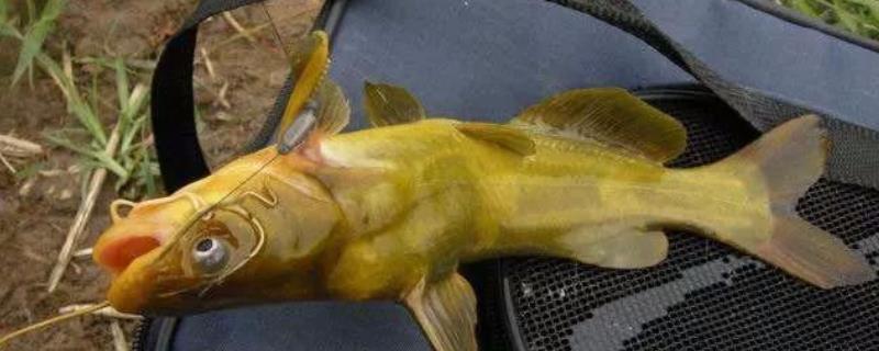 钓黄颡鱼最佳时间，夏季和初秋的晚上是钓黄颡鱼的黄金时间