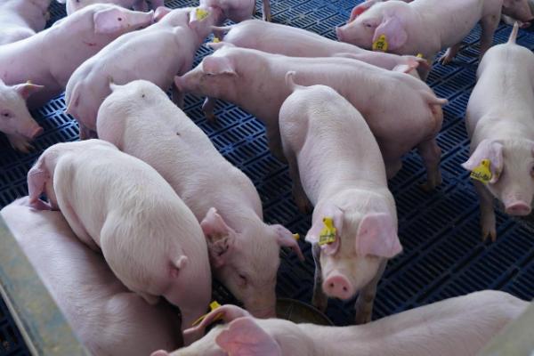 猪中毒的原因，饲料、药物和食盐都会引起中毒