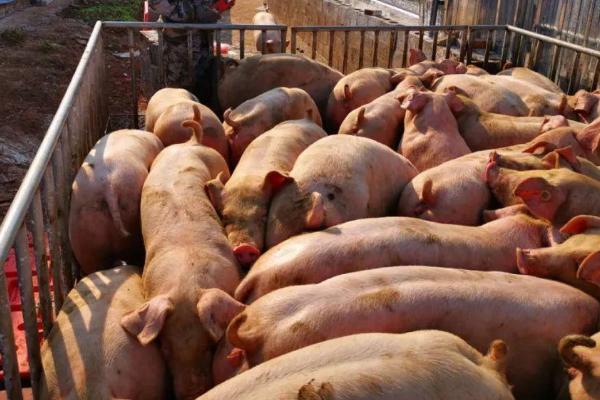 猪中毒的原因，饲料、药物和食盐都会引起中毒