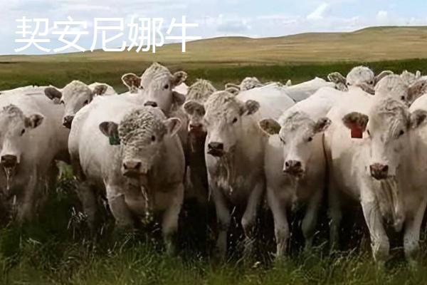 10种最贵的牛，包括日本和牛、安格斯牛、夏洛莱牛等品种