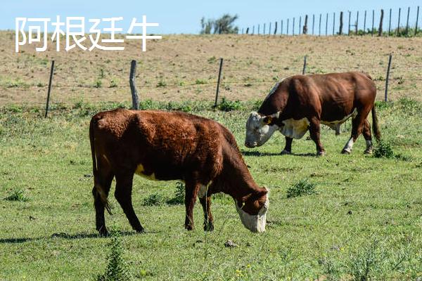 10种最贵的牛，包括日本和牛、安格斯牛、夏洛莱牛等品种