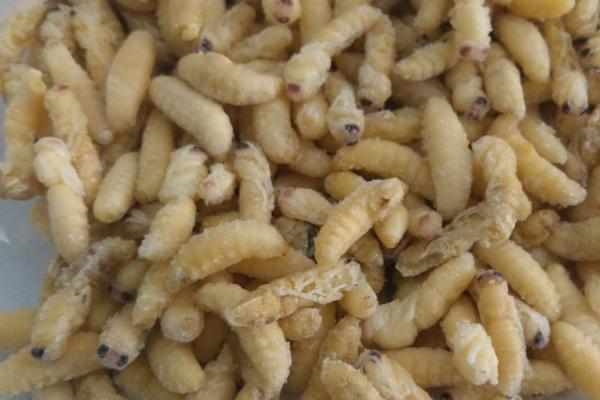 吃蜂蛹要注意什么，需确保新鲜、待彻底烹熟后再食用