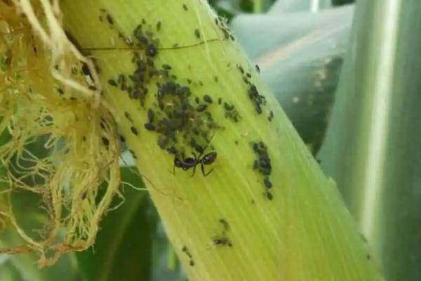 玉米蚜虫，主要为害玉米雄花和上层1-5叶