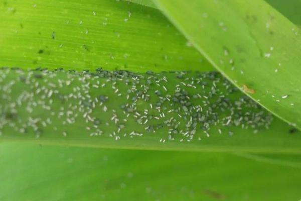 玉米蚜虫，主要为害玉米雄花和上层1-5叶