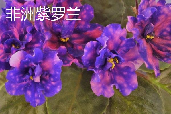 花期最长的花，有些花卉也能做到四季开花