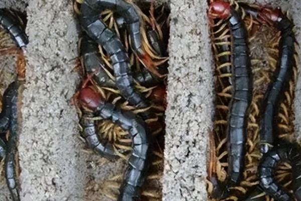 蜈蚣的养殖技术，选择用黄粉虫喂食