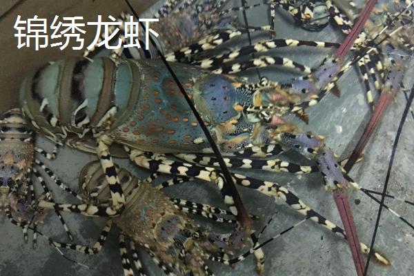 锦绣龙虾是什么动物，是龙虾科龙虾属甲壳动物