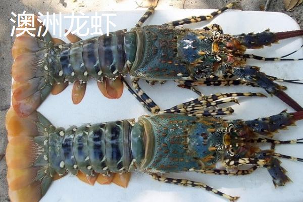 锦绣龙虾是什么动物，是龙虾科龙虾属甲壳动物