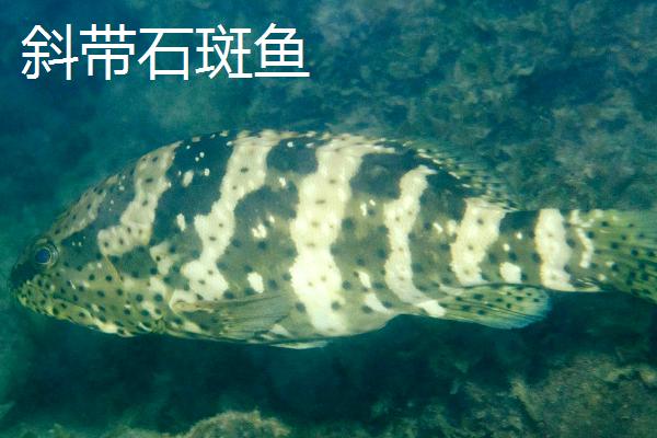 石斑鱼的种类，种类繁多分布在不同地区