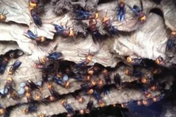 养殖胡蜂的方法和注意事项，筑巢后再移到野外放养