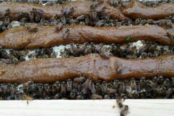 蜜蜂饲喂器要放在哪里，可放在箱底、或放在箱体与副盖之间
