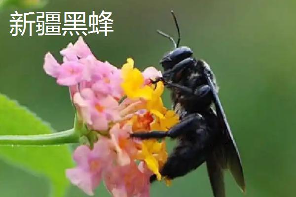 蜜蜂的种类，全世界一共有9种