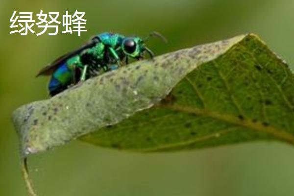 蜜蜂的种类，全世界一共有9种
