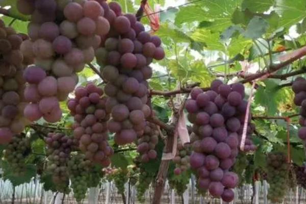 巨峰葡萄的种植要点，适当疏花疏果可提高果实的品质