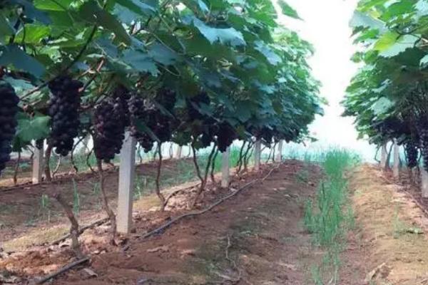 巨峰葡萄的种植要点，适当疏花疏果可提高果实的品质