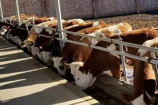 肥育牛饲料配方，根据牛的体重和地点饲料情况制定